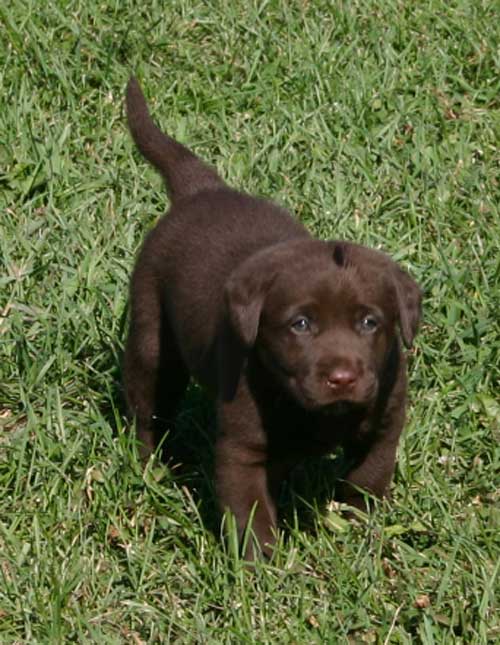 What is the gestation period for Labrador Retrievers?