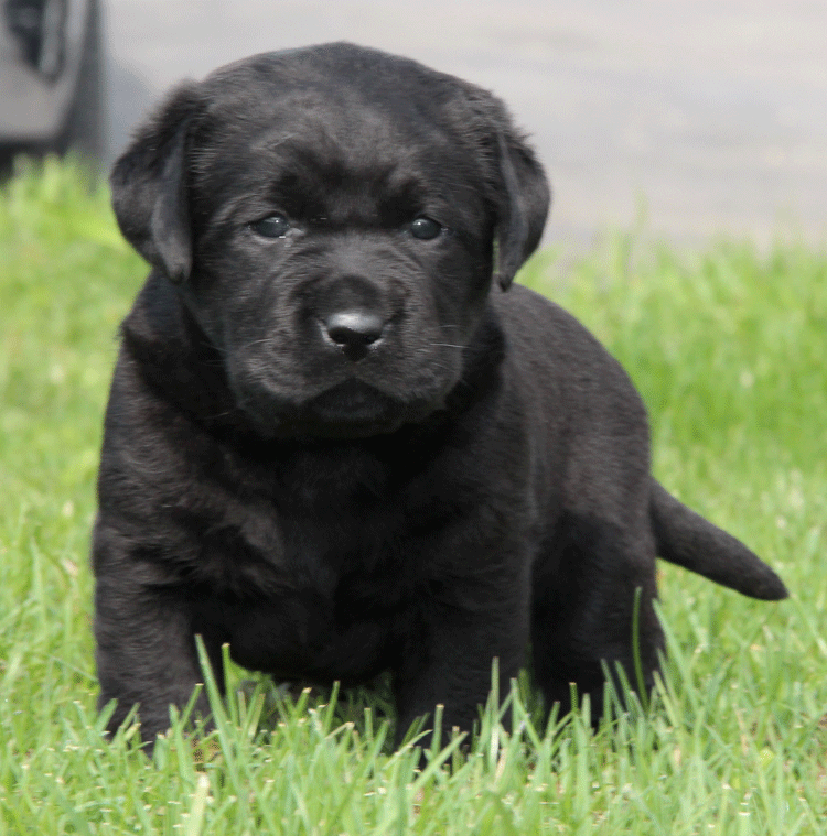 Cricket Hollow Farm Labrador Retrievers